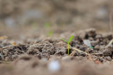 tohum çimlenme büyüme orman içine