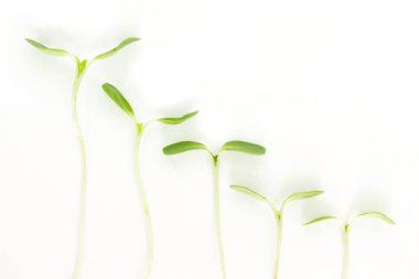 yeşil tohum çimlenme büyüme ekoloji beyaz zemin üzerine filiz