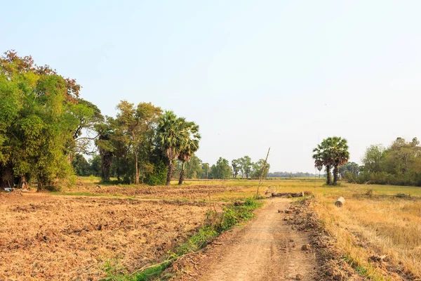 Сельская Местность Сахарная Пальма Зеленая Трава — стоковое фото