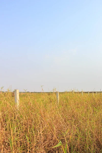 Трава Летний Винтажный Природный Фон — стоковое фото