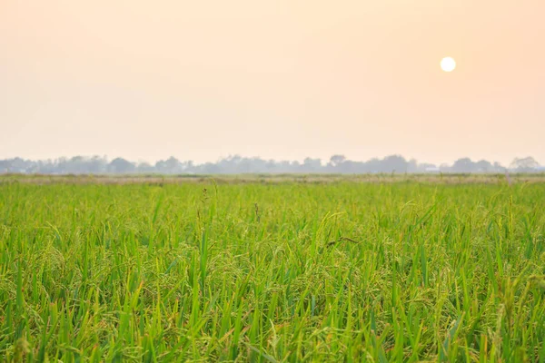 Ris Sunset Fokus Grönt Ris Natur Landskap — Stockfoto