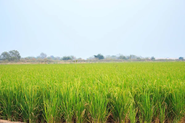 Campo Arroz Crescimento Céu Natureza Paisagem Fundo — Fotografia de Stock