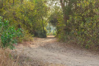 yol ve yol ile vahşi agaç tünel doğa Tayland at
