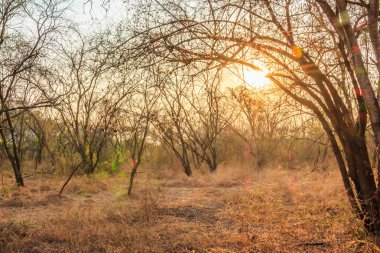 Orman kurak kuru küresel ısınma ağaçlar yaz boyunca güneş ışığı