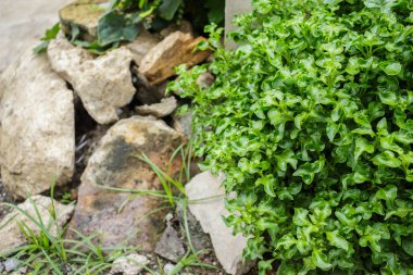 Bodur, gür yeşil parklarda.