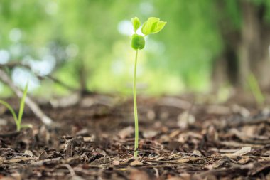 tohum çimlenme büyüme orman içine