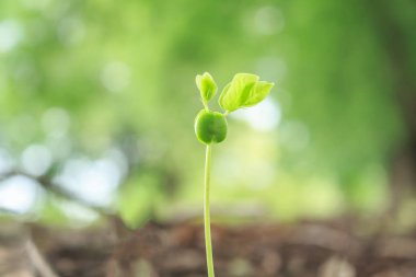 tohum çimlenme büyüme orman içine