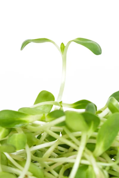 Graines Vertes Germe Tournesol Germination Écologie Croissance Sur Fond Blanc — Photo