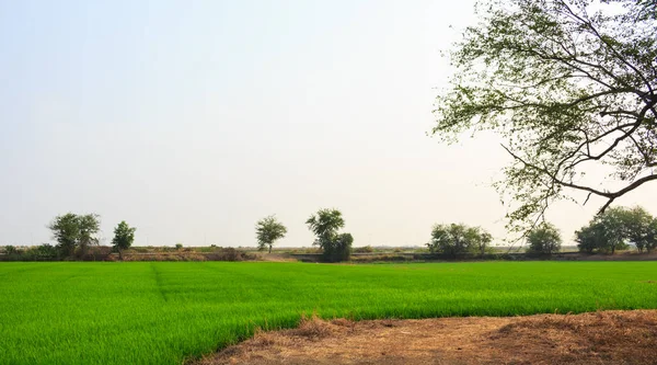 Зеленый Урожай Рисового Поля Фоне Заката — стоковое фото
