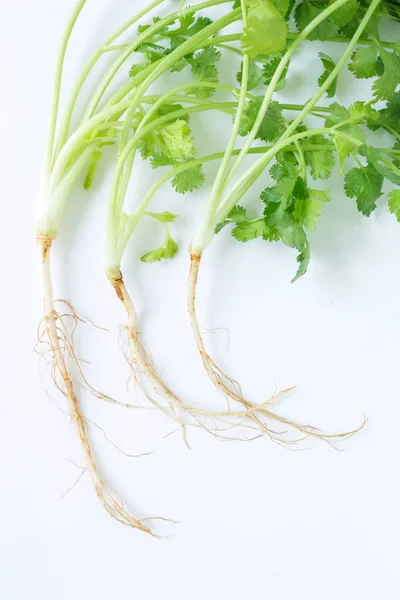Persil Légume Ingrédient Herbe Nature Sur Fond Blanc — Photo
