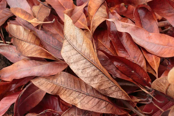 leaf autumn fall pattern leave background