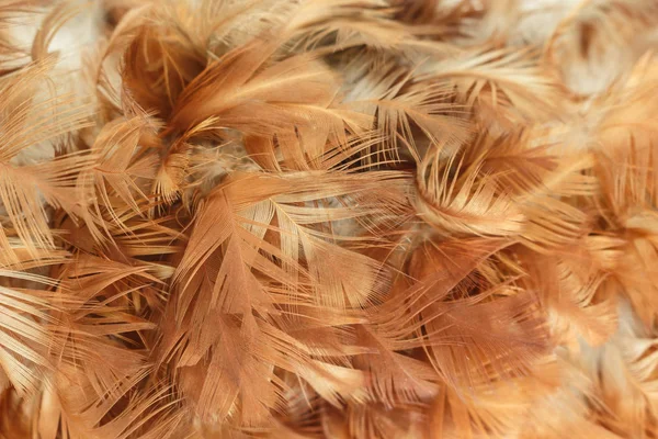 Feather Bruin Textuur Patroon Abstracte Zachte Achtergrond — Stockfoto