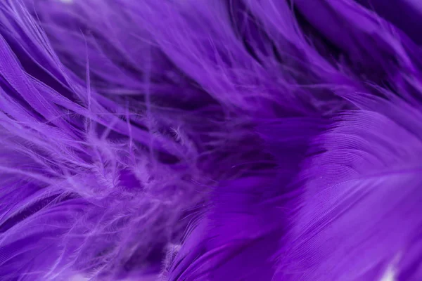 羽毛紫色纹理图案抽象柔软的背景 — 图库照片