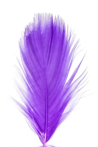 羽毛紫色纹理图案抽象柔软的背景 — 图库照片
