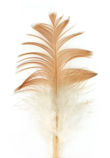 羽毛棕色纹理图案抽象柔软的背景 — 图库照片