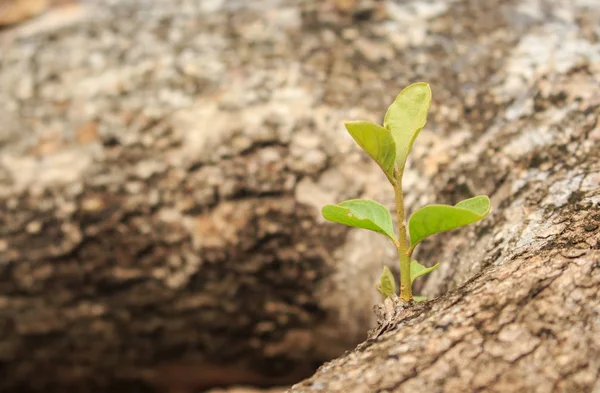 Grüne Bäume Sprießen Pflanzen Wachsende Hoffnung Ökologie Auf Waldhintergrund — Stockfoto