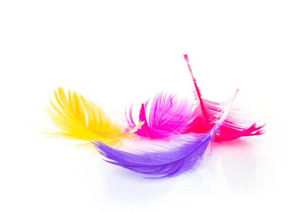 Pluma Multicolor Sobre Fondo Blanco —  Fotos de Stock