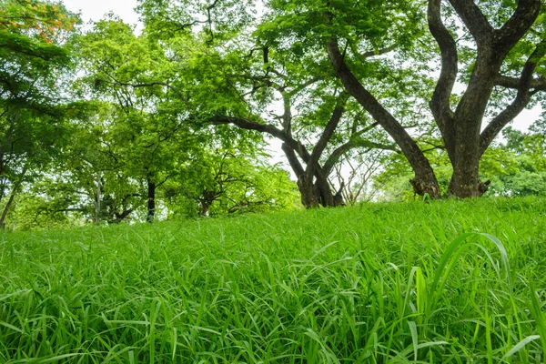 Grama Verde Perto Parque — Fotografia de Stock