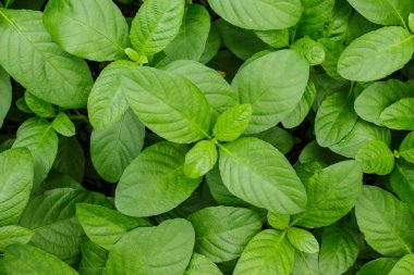 yaprak yeşil doku desen arka plan.