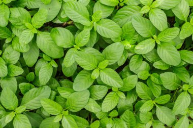 yaprak yeşil doku desen arka plan.