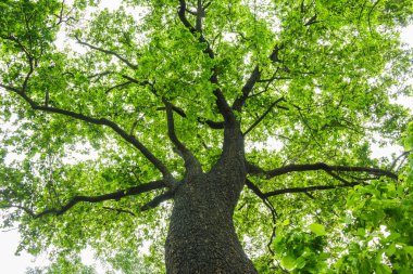 Yağışlı sezon sırasında orman ağaçları yayılma.