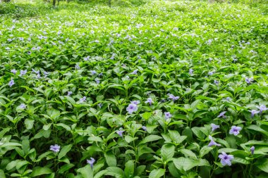 Ormanda mor çiçekler