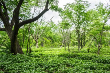 Yemyeşil ormanlar, verimli ve huzurlu.