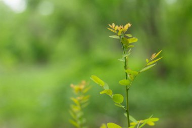 Yemyeşil ormanlar, verimli ve huzurlu.