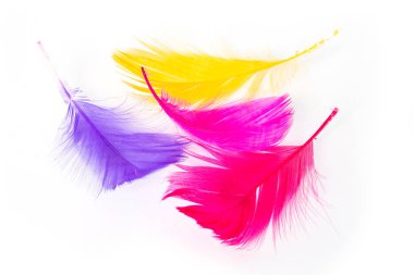 tüy beyaz arka plan üzerinde çok renkli.