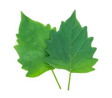 beyaz zemin üzerine yeşil yaprak dokusu.