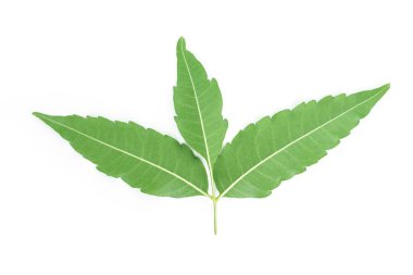 beyaz zemin üzerine yeşil yaprak dokusu.