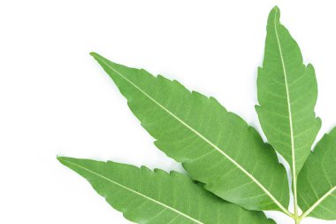 beyaz zemin üzerine yeşil yaprak dokusu.