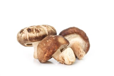 Beyaz arkaplanda mantarlar.