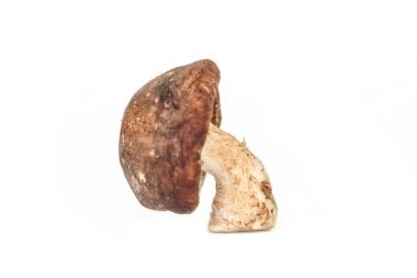 Beyaz arkaplanda mantarlar.