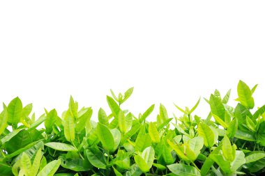 çerçeve veya kenarlık yaprak beyaz zemin üzerine yeşil.