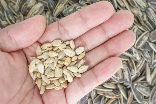 seed sunflower in hand on seed sunflower background.