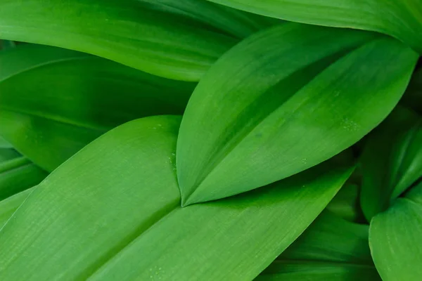 水ドロップ雨緑の葉テクスチャ 抽象的な自然の背景 — ストック写真