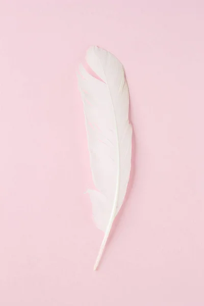 White Feather Pink Background — Stock Photo, Image