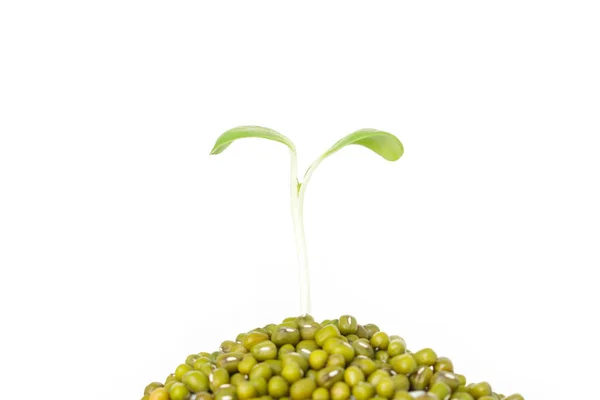 Green Tree Sprout Plants Growing Hope Ecology Green Bean White — Stock Photo, Image