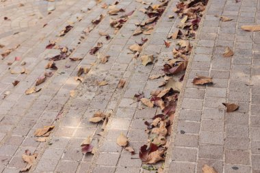 Park vahşi doğada kuru yapraklar.