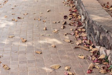 Park vahşi doğada kuru yapraklar.