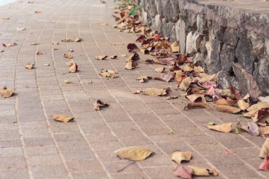 Park vahşi doğada kuru yapraklar.