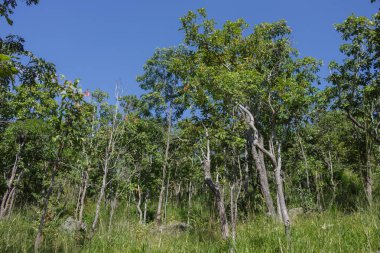 ağaç orman yamaç tepe üzerinde.