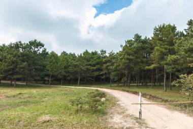 Çam ormanı ve yamaçlarda yol.