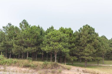 Çam ormanı ve yamaçlarda yol.