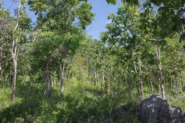 Foresta Alberi Sulla Collina Pendio — Foto Stock