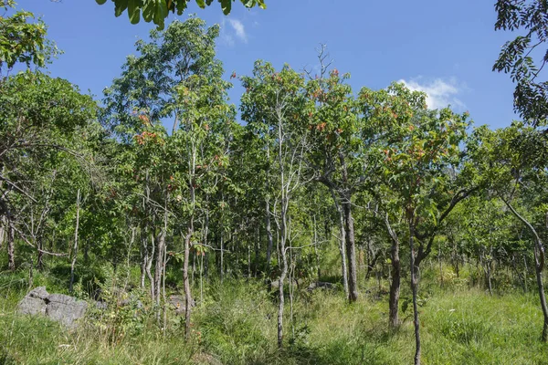 Деревний Ліс Схилі Пагорба — стокове фото