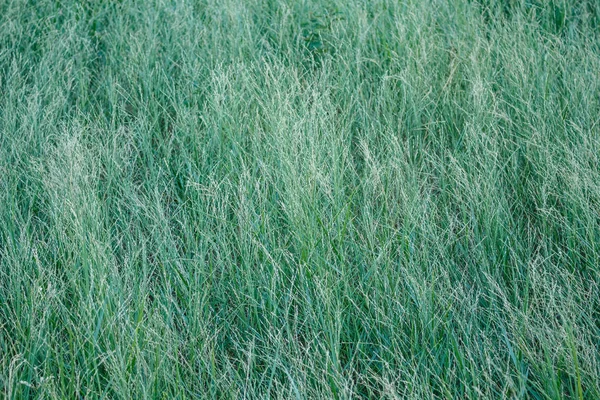Πράσινο Γρασίδι Πεδίο Στον Άνεμο — Φωτογραφία Αρχείου