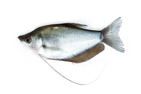 Ryby Słodkowodne Białym Tle — Zdjęcie stockowe