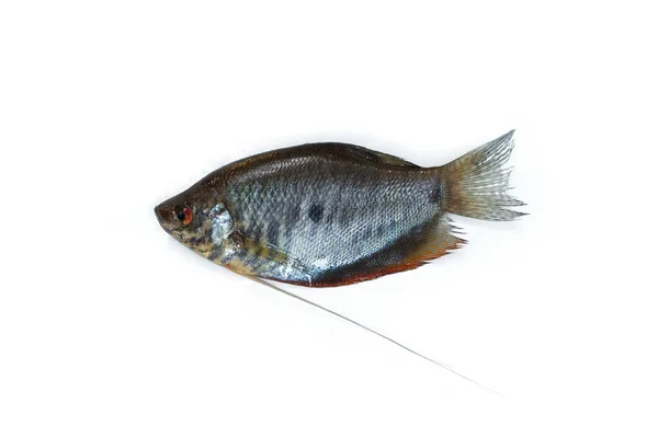 Pește Apă Dulce Fundal Alb — Fotografie, imagine de stoc